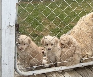 Goldendoodle-Miniature Australian Shepherd Mix Litter for sale in ARAB, AL, USA