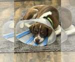 Small Photo #6 Labbe Puppy For Sale in Crystal, MN, USA