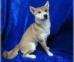 Small Photo #1 Shiba Inu Puppy For Sale in HARTVILLE, MO, USA