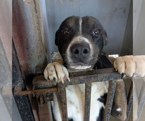 Medium Photo #4 American Pit Bull Terrier-Unknown Mix Puppy For Sale in Ocoee, FL, USA