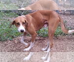 Small #17 Retriever  Mix