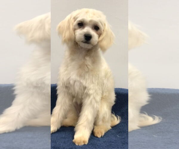 Medium Photo #5 Shih Tzu-Unknown Mix Puppy For Sale in Lincolnwood, IL, USA