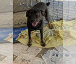 Small Photo #2 Doberman Pinscher Puppy For Sale in Frenchburg, KY, USA