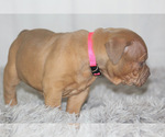 Small #15 American Bully