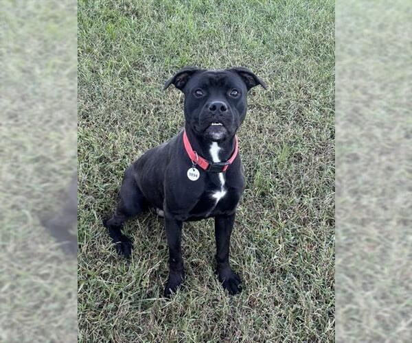 Medium Photo #1 Boxer-Unknown Mix Puppy For Sale in Forestville, MD, USA