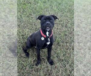 Boxer-Unknown Mix Dogs for adoption in Forestville, MD, USA