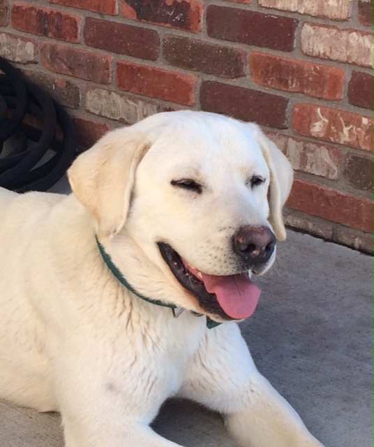 Medium Photo #1 Labrador Retriever Puppy For Sale in EATON, CO, USA