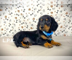 Boxer Puppy for sale in WINNSBORO, LA, USA