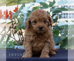 Goldendoodle (Miniature) Puppy for sale in EAST EARL, PA, USA