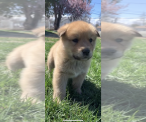 Akita-Alaskan Malamute Mix Puppy for sale in SUNNYSIDE, WA, USA