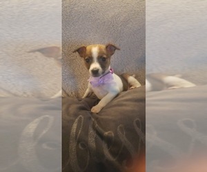 Rat Terrier Puppy for sale in OTTAWA, OH, USA