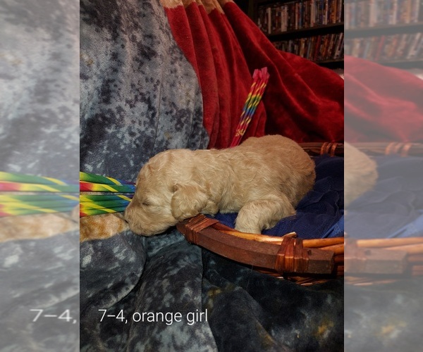 Medium Photo #20 Bordoodle Puppy For Sale in COPPERAS COVE, TX, USA