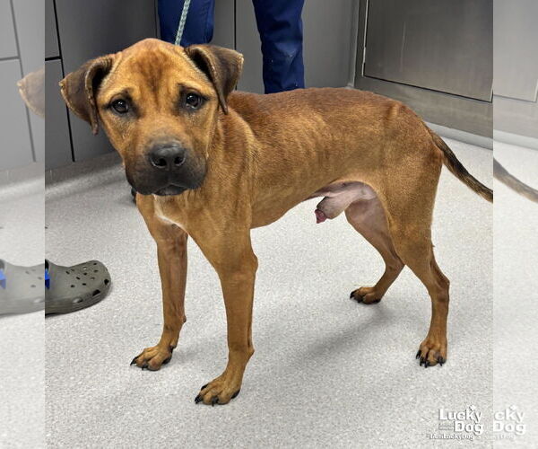 Medium Photo #2 Mutt Puppy For Sale in Washington, DC, USA