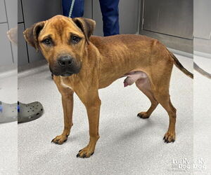 Mutt Dogs for adoption in Washington, DC, USA