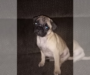 Pug Puppy for sale in FORT WAYNE, IN, USA