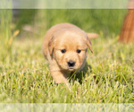 Small #10 Golden Retriever