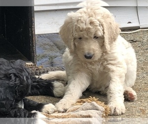 Pyredoodle Puppy for sale in BERKLEY, MA, USA