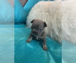 Small #3 French Bulldog