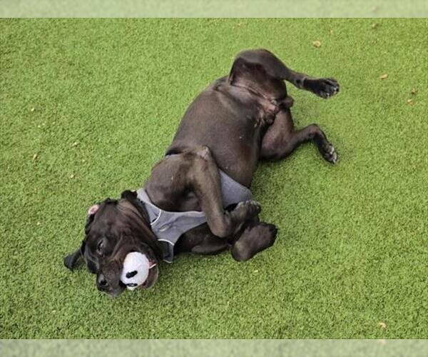 Medium Photo #1 Mutt Puppy For Sale in Derwood, MD, USA