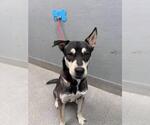Small German Shepherd Dog Mix