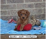Image preview for Ad Listing. Nickname: Sparky