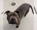 Small #1 American Pit Bull Terrier