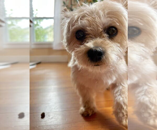 Medium Photo #11 Mutt Puppy For Sale in New York, NY, USA