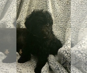 Miniature Bernedoodle Puppy for Sale in MANSFIELD, Ohio USA