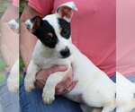 Small #3 Labrador Retriever Mix