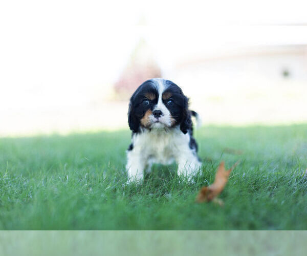 Medium Photo #5 Cavalier King Charles Spaniel Puppy For Sale in WARSAW, IN, USA