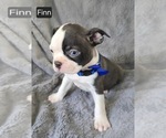 Small #4 Boston Terrier