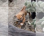 Small Photo #74 Rhodesian Ridgeback Puppy For Sale in MORONGO VALLEY, CA, USA