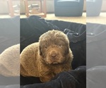 Small #6 Newfoundland