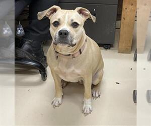 American Pit Bull Terrier Dogs for adoption in Center Township, PA, USA