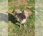 Small Photo #1 American Pit Bull Terrier Puppy For Sale in Grovetown, GA, USA