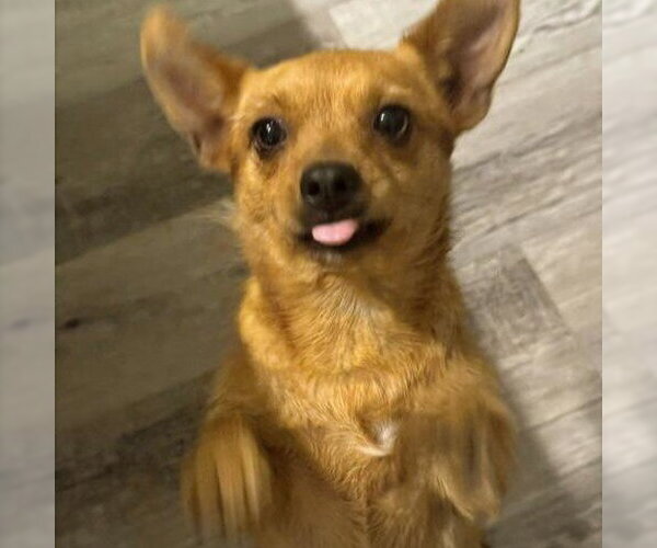 Medium Photo #3 Chiweenie Puppy For Sale in HOUSTON, TX, USA