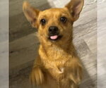 Small #2 Chiweenie