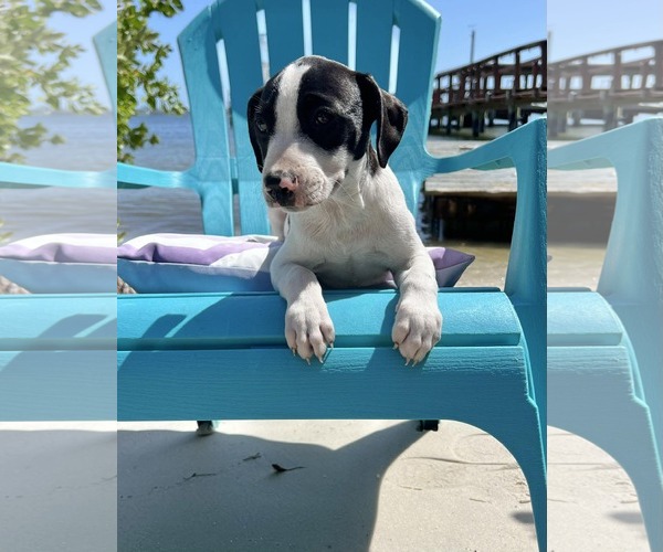 Medium Photo #3 Dachsador Puppy For Sale in Pompano Beach , FL, USA