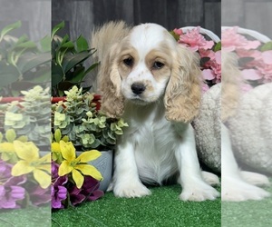 Cocker Spaniel Puppy for sale in CANOGA, NY, USA