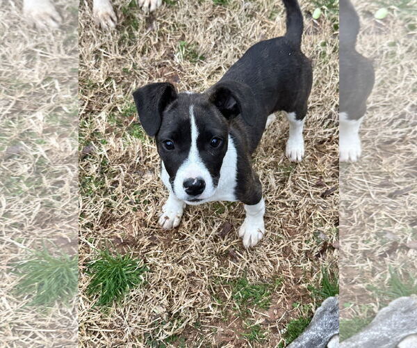 Medium Photo #3 Labrador Retriever-Unknown Mix Puppy For Sale in Ball Ground, GA, USA