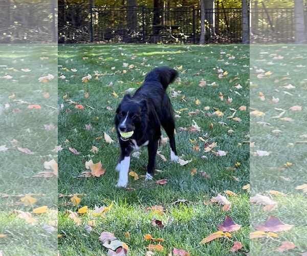 Medium Photo #24 Carolina Dog Puppy For Sale in Highland, IL, USA