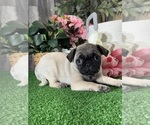 Small #3 Pug