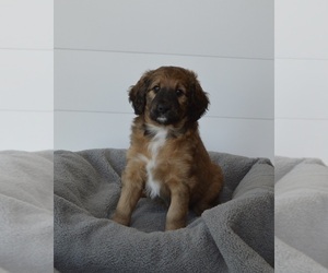 Aussiedoodle Puppy for sale in BECKER, MN, USA