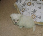 Small Photo #4 Maltese Puppy For Sale in PATERSON, NJ, USA