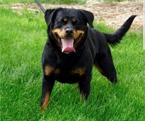 Mother of the Rottweiler puppies born on 12/09/2022