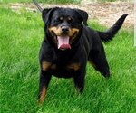 Small Photo #1 Rottweiler Puppy For Sale in COLORADO SPRINGS, CO, USA