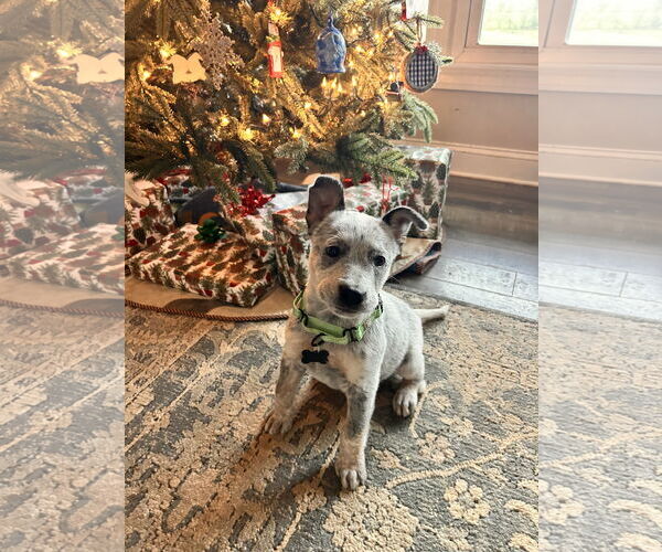 Medium Photo #1 Mutt Puppy For Sale in Garden City, NY, USA