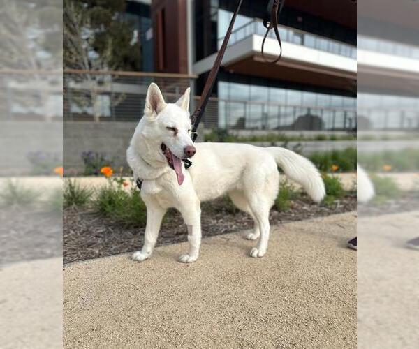 Medium Photo #1 German Shepherd Dog-Siberian Husky Mix Puppy For Sale in Berkeley , CA, USA
