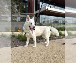 German Shepherd Dog-Siberian Husky Mix Dogs for adoption in Berkeley , CA, USA