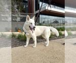 Small German Shepherd Dog-Siberian Husky Mix
